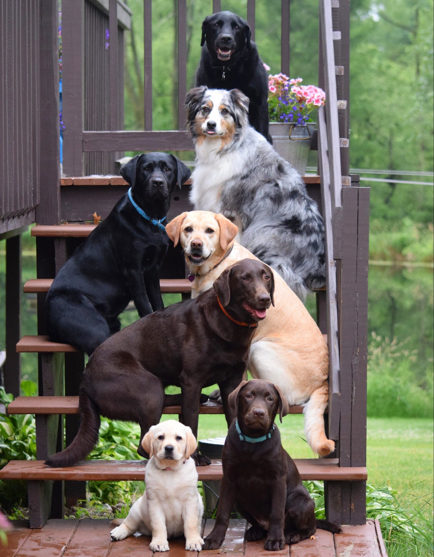 dogs and puppies sitting on stairs on a porch