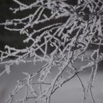 Tree with thick frost