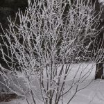 Tree with thick frost