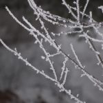 Tree with thick frost