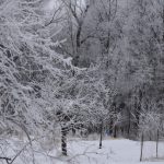 Tree with thick frost