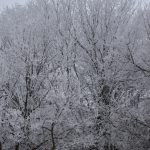 Tree with thick frost