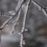 Tree with thick frost