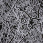 Tree with thick frost