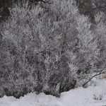 Tree with thick frost